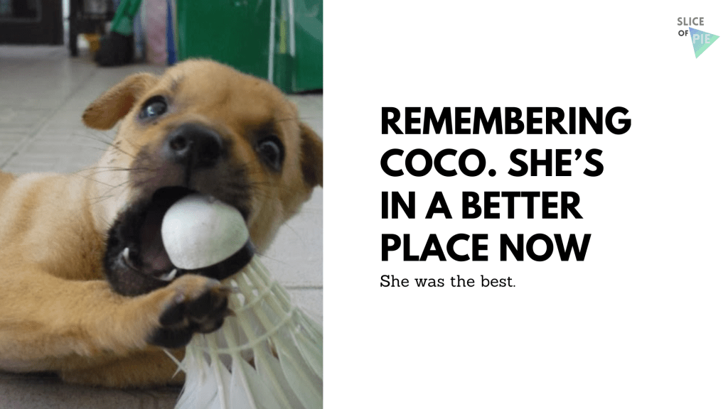 Remembering Coco. She’s in a Better Place&nbsp;Now